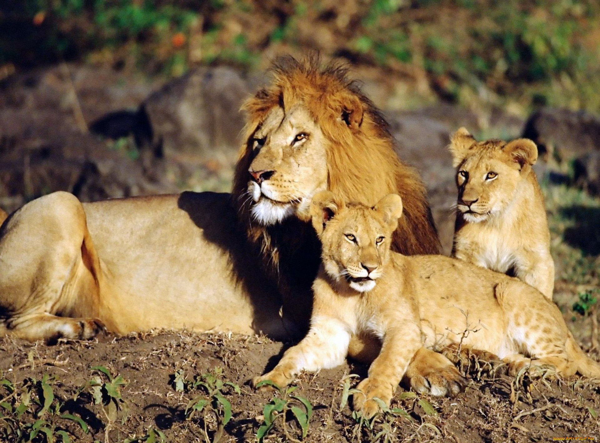Про львов зверей. Львиный Прайд. Прайд Львов. Африканский Лев со львенком. Прайд это львиная семья.